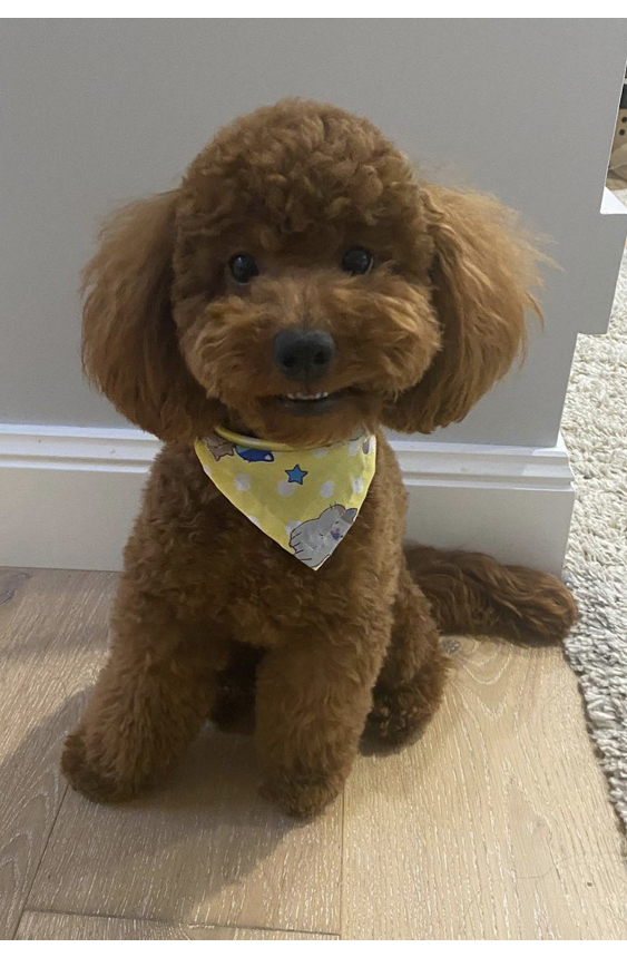 Louie The Poodle