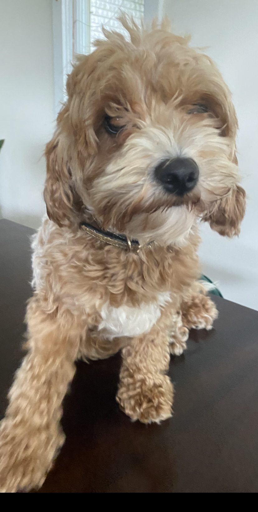 Roxie mum photo 5